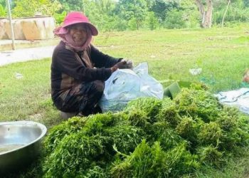 ស្ដ្រីម្នាក់ដាំម្អមដើម្បីបង្កើនប្រាក់ចំណូលក្នុងគ្រួសារ