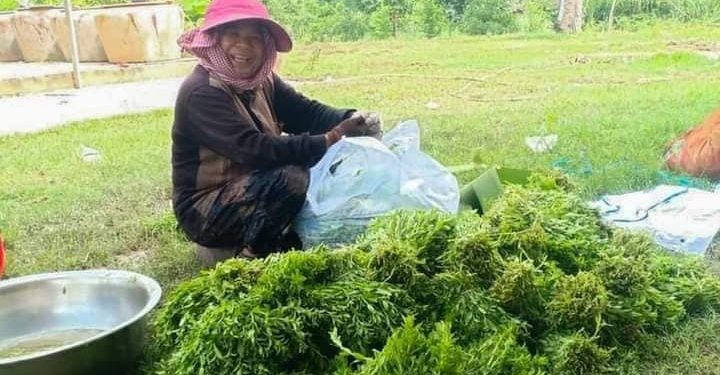 ស្ដ្រីម្នាក់ដាំម្អមដើម្បីបង្កើនប្រាក់ចំណូលក្នុងគ្រួសារ