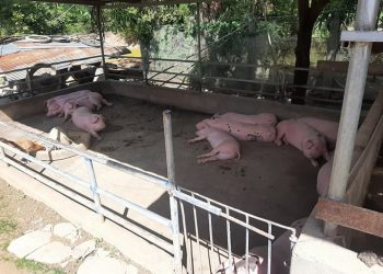 ពលរដ្ឋមួយចំនួននៅតាកែវបោះបង់ការចិញ្ចឹមជ្រូកឡើងវិញ ក្រោយផ្ទុះជម្ងឺប៉េស្ដ្រជ្រូកអាហ្វ្រិក