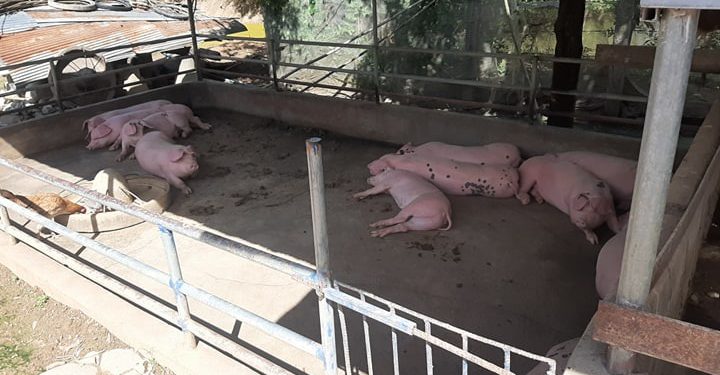 ពលរដ្ឋមួយចំនួននៅតាកែវបោះបង់ការចិញ្ចឹមជ្រូកឡើងវិញ ក្រោយផ្ទុះជម្ងឺប៉េស្ដ្រជ្រូកអាហ្វ្រិក