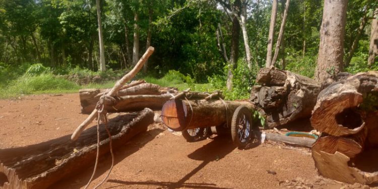 សហគមន៍ខេត្តឧត្តរមានជ័យបារម្ភពីការបាត់បង់ព្រៃឈើ បើគ្មានវិធានការទប់ស្កាត់ទាន់ពេល