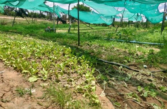 កសិករនៅខេត្តឧត្ដរមានជ័យជួបបញ្ហាខ្វះទឹកស្រោចស្រពបន្លែបង្ការ