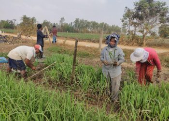 កសិករនៅខេត្តស្វាយរៀងចាប់យករបរដាំអំពៅ ក្រោយមន្ត្រីរដ្ឋាភិបាលសន្យារកទីផ្សារ