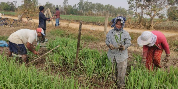 កសិករនៅខេត្តស្វាយរៀងចាប់យករបរដាំអំពៅ ក្រោយមន្ត្រីរដ្ឋាភិបាលសន្យារកទីផ្សារ