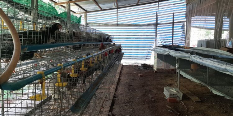 កសិករម្នាក់នៅស្រុកអូររាំងឪ ខេត្តត្បូងឃ្មុំចាប់យករបរចិញ្ចឹមមាន់ជំនួសការធ្វើចំណាកស្រុក