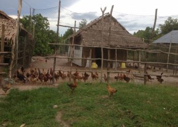 កសិករម្នាក់ចែករំលែកភាពជោគជ័យក្នុងការចិញ្ចឹមមាន់បែបបច្ចេកទេស