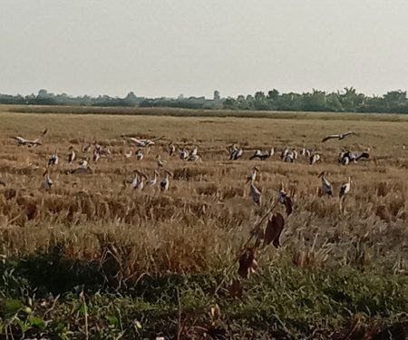 កំណើនសត្វស្លាប នៅក្នុងសហគមន៍