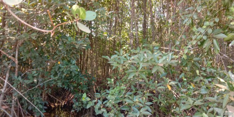 កំណើនសត្វស្លាប នៅក្នុងសហគមន៍