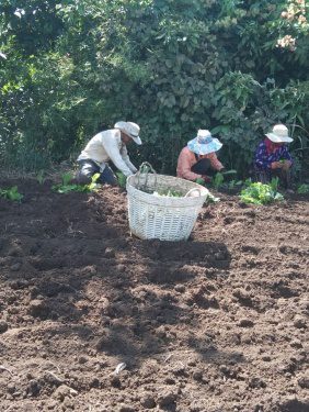 កសិករដាំបន្លែនៅប៉ៃលិនខាតបង់ប្រាក់ដោយសារជំងឺកូវីដ-១៩