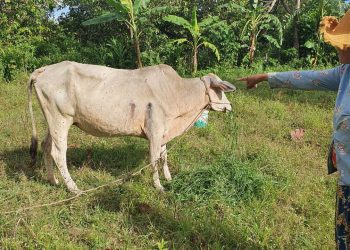 ពលរដ្ឋនៅស្រុកឱរ៉ាល់រិះគន់អាជ្ញាធរមូលដ្ឋានថា មិនអើពើរឿងគោរបស់អ្នកភូមិឈឺ