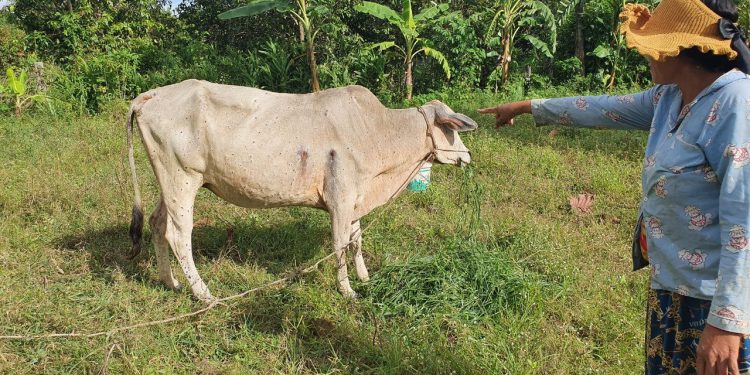ពលរដ្ឋនៅស្រុកឱរ៉ាល់រិះគន់អាជ្ញាធរមូលដ្ឋានថា មិនអើពើរឿងគោរបស់អ្នកភូមិឈឺ