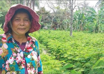 កសិករមួយចំនួនបោះបង់ការងារស្រែចម្ការងាកមកចាប់មុខរបរដាំបន្លែជំនួសវិញ