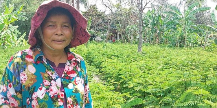 កសិករមួយចំនួនបោះបង់ការងារស្រែចម្ការងាកមកចាប់មុខរបរដាំបន្លែជំនួសវិញ