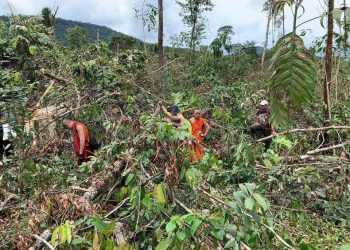 ព្រះសង្ឃនិងយុវជនរកឃើញថា ព្រៃឈើចំនួន៥ហិកតានៅតំបន់អារ៉ែងត្រូវបានកាប់ដើម្បីយកដីធ្វើកម្មសិទ្ធិឯកជន