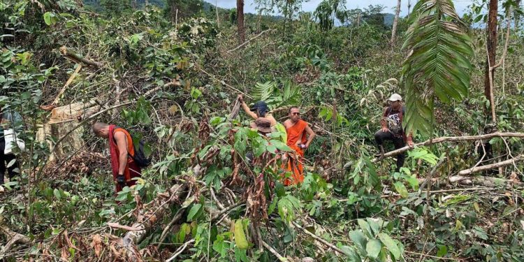 ព្រះសង្ឃនិងយុវជនរកឃើញថា ព្រៃឈើចំនួន៥ហិកតានៅតំបន់អារ៉ែងត្រូវបានកាប់ដើម្បីយកដីធ្វើកម្មសិទ្ធិឯកជន