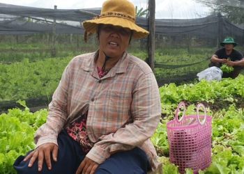 កសិករដាំបន្លែនៅខេត្តកំពង់ចាមត្អូញត្អែរពីតម្លៃបន្លែចុះថោកនៅពេលប្រមូលផល