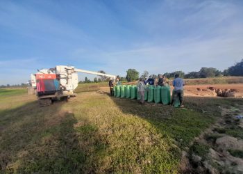 កសិករនៅខេត្តពោធិ៍សាត់សប្បាយចិត្តបន្តិចដោយសារស្រូវប្រាំងឡើងថ្លៃបើធៀបនឹងឆ្នាំមុន