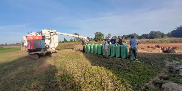 កសិករនៅខេត្តពោធិ៍សាត់សប្បាយចិត្តបន្តិចដោយសារស្រូវប្រាំងឡើងថ្លៃបើធៀបនឹងឆ្នាំមុន