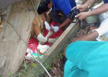 សត្វទន្សោងញីមួយក្បាលនៅព្រៃសង្ឃសហគមន៍រុក្ខាវ័នបានស្លាប់ដោយសារជាប់អន្ទាក់