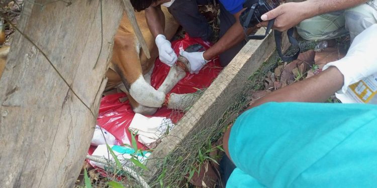 សត្វទន្សោងញី​មួយក្បាល​នៅព្រៃសង្ឃសហគមន៍​រុក្ខាវ័ន​បាន​ស្លាប់​​ដោយសារ​​ជាប់​អន្ទាក់