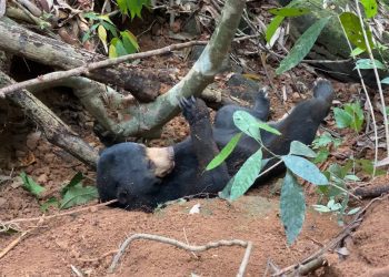 សត្វខ្លាឃ្មុំញីមួយក្បាលបានងាប់ បន្ទាប់ពីជាប់អន្ទាក់ជាច្រើនថ្ងៃនៅព្រៃតំបន់ការពារក្នុងខេត្តកោះកុង