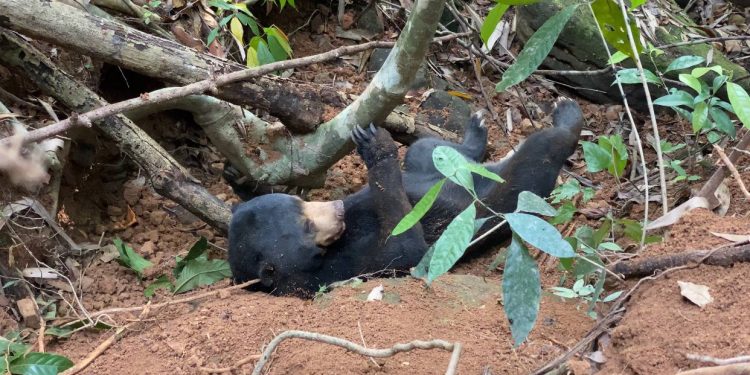 សត្វខ្លាឃ្មុំញីមួយក្បាលបានងាប់ បន្ទាប់ពីជាប់អន្ទាក់ជាច្រើនថ្ងៃនៅព្រៃតំបន់ការពារក្នុងខេត្តកោះកុង