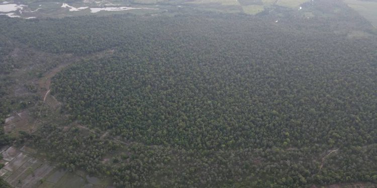 ទិដ្ឋភាពព្រៃសហគមន៍តំបន់ការពារធម្មជាតិសាមគ្គី ស្ថិតនៅឃុំត្រពាំងជោរ ស្រុកឱរ៉ាល់ ខេត្តកំពង់ស្ពឺ ថតពីលើអាកាស។ (លោក តាន់ គីមសួរ ផ្តល់ឱ្យ)