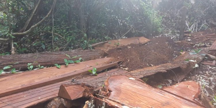 ចម្រៀកឈើដែលក្រុមយុវជនប្រទះឃើញគេអារច្រៀក ស្ថិតក្នុងតំបន់អារ៉ែង នៅភូមិច្រកឬស្សី ឃុំជ្រនាប់ ស្រុកថ្មបាំង ខេត្តកោះកុង ខណៈក្រុមយុវជនទាំងនោះចុះល្បាតរយៈពេល៣ថ្ងៃចាប់ពីថ្ងៃពីទី២៦ ដល់ ថ្ងៃទី២៨ ខែមេសា ឆ្នាំ២០២៣។ (អ៊ុក ដែន)