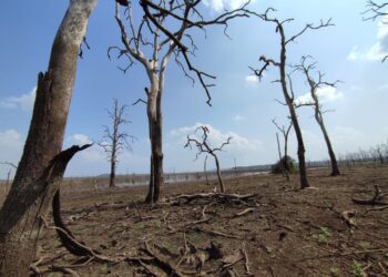 អ្នកការពារព្រៃសង្ឃរុក្ខាវ័នបារម្ភពីផលប៉ះពាល់ត្រី និងសត្វព្រៃ ខណៈទំនប់ទឹកក្នុងតំបន់នេះប្រឈមរីងស្ងួត