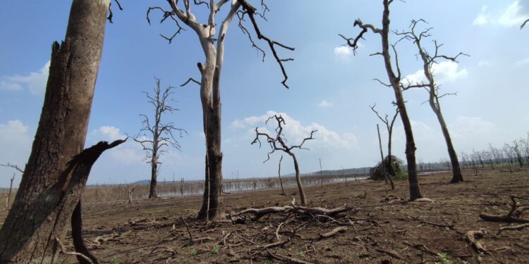 អ្នកការពារព្រៃសង្ឃរុក្ខាវ័នបារម្ភពីផលប៉ះពាល់ត្រី និងសត្វព្រៃ ខណៈទំនប់ទឹកក្នុងតំបន់នេះប្រឈមរីងស្ងួត