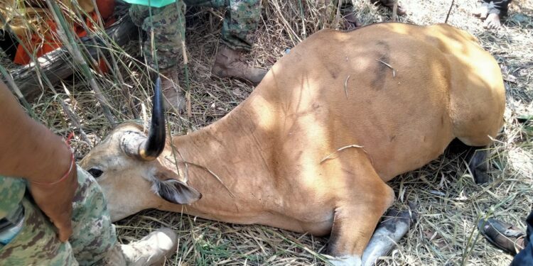 សត្វព្រៃ និងផលត្រីនៅព្រៃសង្ឃរុក្ខាវ័នប្រឈមបាត់ឆាប់រហ័យ ខណៈអន្ទាក់ និងការនេសាទខុសច្បាប់បន្តកើតមាន