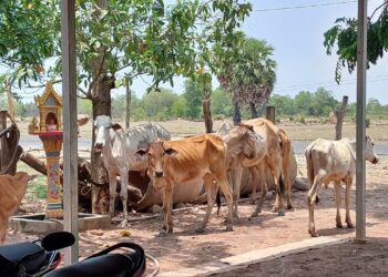 សត្វគោរបស់កសិករ គឹម ផៃ រស់នៅភូមិកំពង់អំពិល ឃុំកំពង់អំពិល ស្រុករំដូល ខេត្ដស្វាយរៀង ថតកាលពីថ្ងៃទី៣ ខែឧសភា ឆ្នាំ២០២៣។(លោក សួន វុត្ថា)