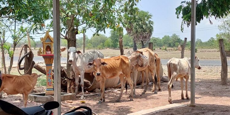 សត្វគោរបស់កសិករ គឹម ផៃ រស់នៅភូមិកំពង់អំពិល ឃុំកំពង់អំពិល ស្រុករំដូល ខេត្ដស្វាយរៀង ថតកាលពីថ្ងៃទី៣ ខែឧសភា ឆ្នាំ២០២៣។(លោក សួន វុត្ថា)