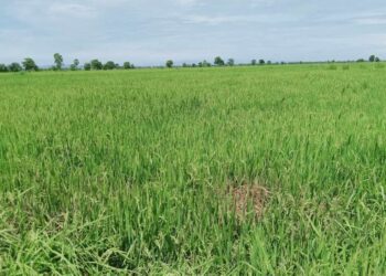 ទិដ្ឋភាពស្រូវវស្សារបស់ប្រជាកសិករនៅឃុំអូរតាប៉ោង ស្រុកបាកាន ខេត្តពោធិ៍សាត់ កំពុងរងការខូចខាតដោយសារសត្វល្អិតចង្រៃប្រភេទសត្វមមៀចបំផ្លាញ កាលពីថ្ងៃទី២១ ខែសីហាឆ្នាំ២០២៣។(រូបភាពផ្តល់ឱ្យ)