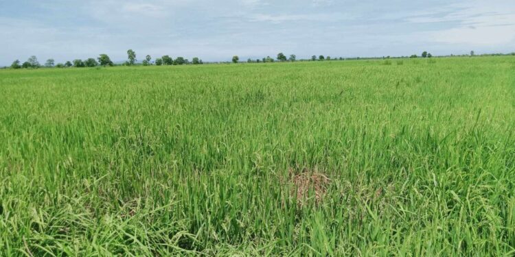 ទិដ្ឋភាពស្រូវវស្សារបស់ប្រជាកសិករនៅឃុំអូរតាប៉ោង ស្រុកបាកាន ខេត្តពោធិ៍សាត់ កំពុងរងការខូចខាតដោយសារសត្វល្អិតចង្រៃប្រភេទសត្វមមៀចបំផ្លាញ កាលពីថ្ងៃទី២១ ខែសីហាឆ្នាំ២០២៣។(រូបភាពផ្តល់ឱ្យ)