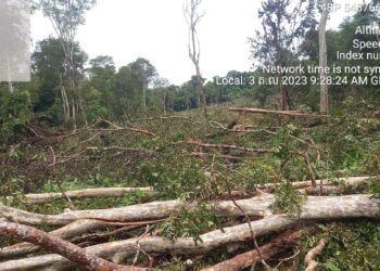 ទិដ្ឋភាពព្រៃឈើតំបន់ព្រៃឡង់ក្នុងទីតាំងមួយនៃឃុំរួសរាន់ ត្រូវបានជនល្មើសកាប់ទន្ទ្រានដើម្បីយកដីធ្វើជាកម្មសិទ្ធិ ដោយរកឃើញក្នុងពេលក្រុមបណ្តាញសហគមន៍ព្រៃឡង់ចុះល្បាតចាប់ពីថ្ងៃទី១ ដល់ ៤ ខែតុលា ឆ្នាំ២០២៣។ (ហ្វេសប៊ុក Prey Lang It's Our Forest Too)