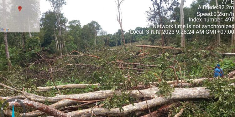 ទិដ្ឋភាពព្រៃឈើតំបន់ព្រៃឡង់ក្នុងទីតាំងមួយនៃឃុំរួសរាន់ ត្រូវបានជនល្មើសកាប់ទន្ទ្រានដើម្បីយកដីធ្វើជាកម្មសិទ្ធិ ដោយរកឃើញក្នុងពេលក្រុមបណ្តាញសហគមន៍ព្រៃឡង់ចុះល្បាតចាប់ពីថ្ងៃទី១ ដល់ ៤ ខែតុលា ឆ្នាំ២០២៣។ (ហ្វេសប៊ុក Prey Lang It's Our Forest Too)