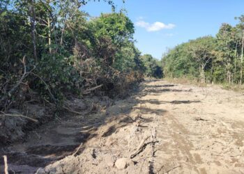 ទិដ្ឋភាពព្រៃឈើនៅតំបន់ភ្នំតាម៉ៅត្រូវបានគេកាប់ និងផ្នែកខ្លះទៀតត្រូវបានឈូសឆាយក្នុងរូបភាពធ្វើផ្លូវភ្លើងក្នុងព្រៃមួយនេះកាលពីថ្ងៃទី៧ ខែធ្នូ ឆ្នាំ២០២៣។ (កញ្ញា បូ សុភា)