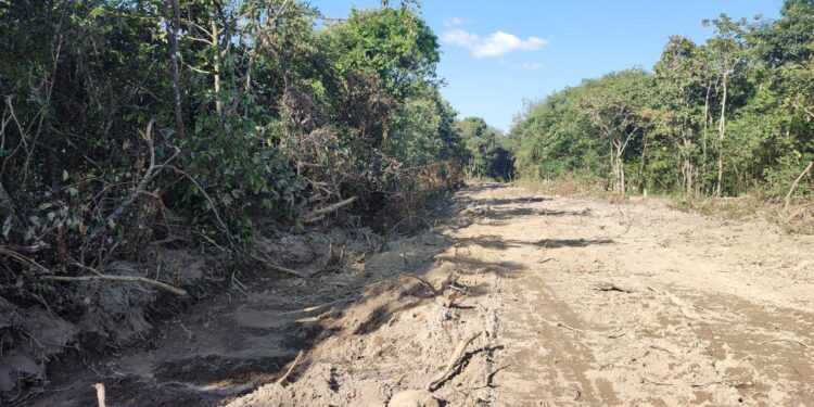 ទិដ្ឋភាពព្រៃឈើនៅតំបន់ភ្នំតាម៉ៅត្រូវបានគេកាប់ និងផ្នែកខ្លះទៀតត្រូវបានឈូសឆាយក្នុងរូបភាពធ្វើផ្លូវភ្លើងក្នុងព្រៃមួយនេះកាលពីថ្ងៃទី៧ ខែធ្នូ ឆ្នាំ២០២៣។ (កញ្ញា បូ សុភា)