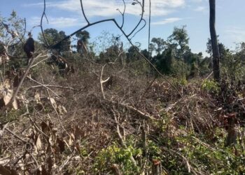 សកម្មភាពបណ្ដាញសហគមន៍ព្រៃឡង់ចុះល្បាតកាលពីថ្ងៃ២៨ដល៣០ខែវិច្ឆិកា ឆ្នាំ២០២៣ រកឃើញការកាប់បំផ្លាញព្រៃឈើតំបន់ព្រៃឡង់ ដើម្បីយកធ្វើជាកម្មសិទ្ធិស្ថិតនៅភូមិសំអោង ឃុំមានរិទ្ធ ស្រុកសណ្ដាន់ ខេត្ដកំពង់ធំ។ (រូបភាពផ្ដល់ឱ្យ)