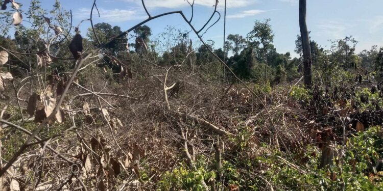 សកម្មភាពបណ្ដាញសហគមន៍ព្រៃឡង់ចុះល្បាតកាលពីថ្ងៃ២៨ដល៣០ខែវិច្ឆិកា ឆ្នាំ២០២៣ រកឃើញការកាប់បំផ្លាញព្រៃឈើតំបន់ព្រៃឡង់ ដើម្បីយកធ្វើជាកម្មសិទ្ធិស្ថិតនៅភូមិសំអោង ឃុំមានរិទ្ធ ស្រុកសណ្ដាន់ ខេត្ដកំពង់ធំ។ (រូបភាពផ្ដល់ឱ្យ)