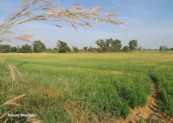 ស្រូវកសិករនៅឃុំបាក់ចិញ្ចៀន ស្រុកភ្នំក្រវាញ ខេត្តពោធិ៍សាត់ កំពុងប្រឈមខ្វះទឹកស្រោចស្រពនៅថ្ងៃទី៨ ខែមករា ឆ្នាំ២០២៤។ (លោក នូ រ៉េន)