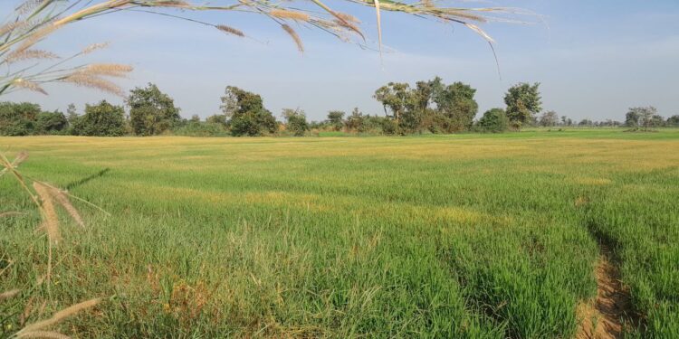 ស្រូវកសិករនៅឃុំបាក់ចិញ្ចៀន ស្រុកភ្នំក្រវាញ ខេត្តពោធិ៍សាត់ កំពុងប្រឈមខ្វះទឹកស្រោចស្រពនៅថ្ងៃទី៨ ខែមករា ឆ្នាំ២០២៤។ (លោក នូ រ៉េន)