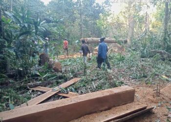 បណ្ដាញសហគមន៍ព្រៃឡង់រកឃើញឈើជាច្រើនដើមត្រូវបានគេកាប់បំផ្លាញស្ថិតនៅតំបន់ស្ទឹងដំរី ឃុំមានរិទ្ធកាលពីថ្ងៃទី22ខែមករាឆ្នាំ2024។ (រូបភាព៖ ហឿន សុភាព )