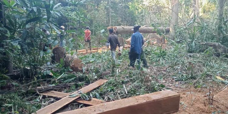 បណ្ដាញសហគមន៍ព្រៃឡង់រកឃើញឈើជាច្រើនដើមត្រូវបានគេកាប់បំផ្លាញស្ថិតនៅតំបន់ស្ទឹងដំរី ឃុំមានរិទ្ធកាលពីថ្ងៃទី22ខែមករាឆ្នាំ2024។ (រូបភាព៖ ហឿន សុភាព )