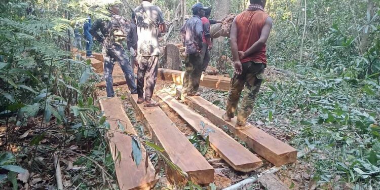 សកម្មជនព្រៃឈើពុំមានជំនឿថា ក្រសួងបរិស្ថានទប់ស្កាត់បទល្មើសធនធានធម្មជាតិបានប្រសិទ្ធិភាពនោះទេ