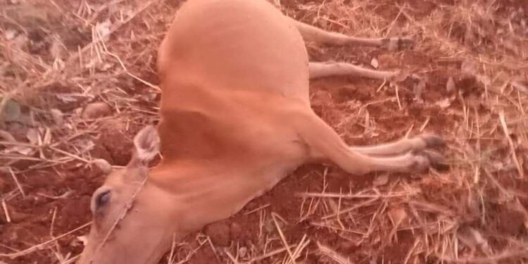 សត្វគោជាង១០ក្បាលរបស់ជនជាតិដើមភាគតិចនៅខេត្តមណ្ឌលគិរីបានងាប់ក្នុងចម្ការកៅស៊ូសង្ស័យពុលថ្នាំ