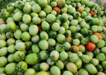 ផ្លែប៉េងប៉ោះរាប់សិបគីឡូក្រាមដែលកសិករម្នាក់លោក វណ្ណៈ ចំណាប់ នៅឃុំព្រែកសំបួរ ស្រុកពាមជរ ខេត្ដព្រៃវែង បានបង្ហោះលើបណ្តាញសង្គម ដោយរៀបរាប់ថា មុនលោកដាំ ប៉េងប៉ោះមានតម្លៃប្រមាណ២០០០រៀលក្នុង១គីឡូក្រាម តែពេលផលិតបានមានតម្លៃត្រឹមតែ៣០០រៀលក្នុងមួយគីឡូក្រាមទៅវិញ។ (ហ្វេសប៊ុកវណ្ណៈ ចំណាប់)