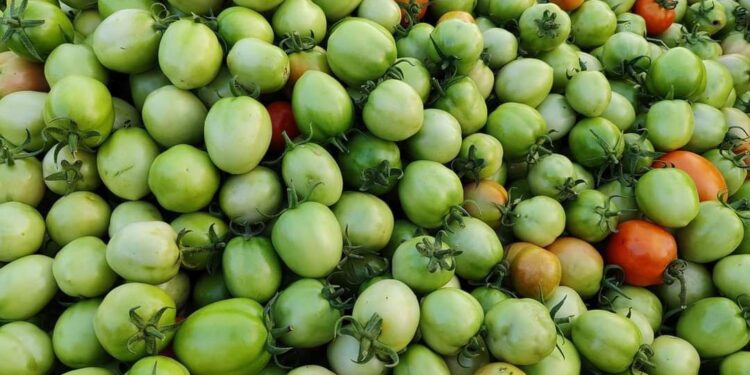 ផ្លែប៉េងប៉ោះរាប់សិបគីឡូក្រាមដែលកសិករម្នាក់លោក វណ្ណៈ ចំណាប់ នៅឃុំព្រែកសំបួរ ស្រុកពាមជរ ខេត្ដព្រៃវែង បានបង្ហោះលើបណ្តាញសង្គម ដោយរៀបរាប់ថា មុនលោកដាំ ប៉េងប៉ោះមានតម្លៃប្រមាណ២០០០រៀលក្នុង១គីឡូក្រាម តែពេលផលិតបានមានតម្លៃត្រឹមតែ៣០០រៀលក្នុងមួយគីឡូក្រាមទៅវិញ។ (ហ្វេសប៊ុកវណ្ណៈ ចំណាប់)