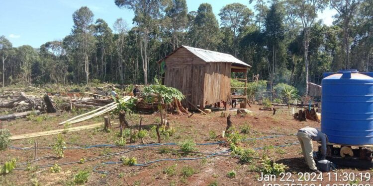 ទិដ្ឋភាពសហគមន៍ព្រៃឈើច្បារតាប់កេះកាប់ចុងលួង ដែលរងការទន្ទ្រាន គឺមានទីតាំង ស្ថិតក្នុងភូមិពូត្រែង ឃុំដាក់ដាំ កាលពីថ្ងៃទី២២ ខែមករា ឆ្នាំ២០២៤។ (ផ្តល់ឱ្យ)